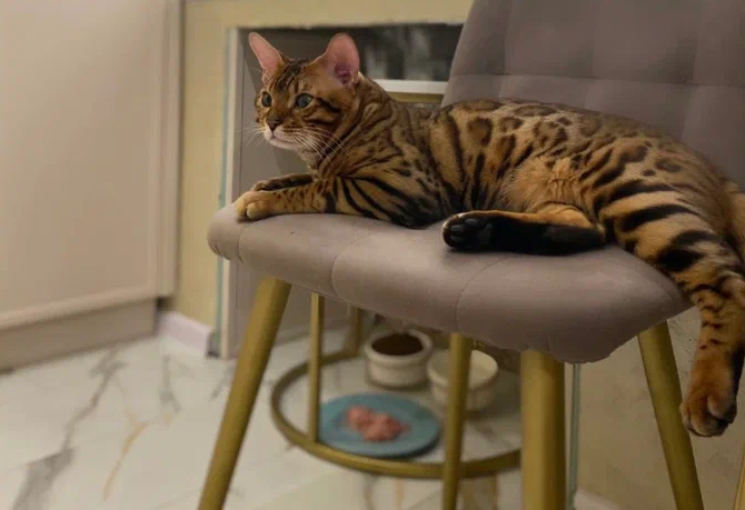 Кот на ламинате Stone Floor